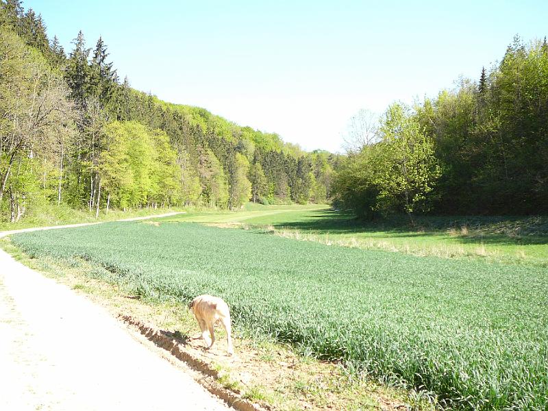 maiwanderung07 (3).JPG